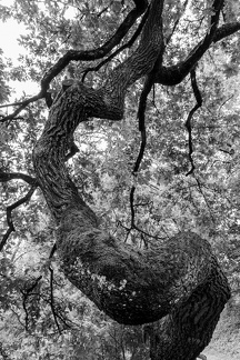 Geschichte eines Baumes