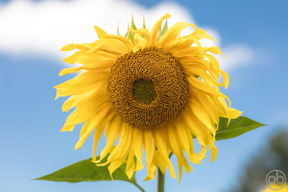 Bilderserie Sonnenblumen