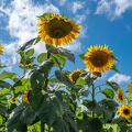 Bilderserie Sonnenblumen