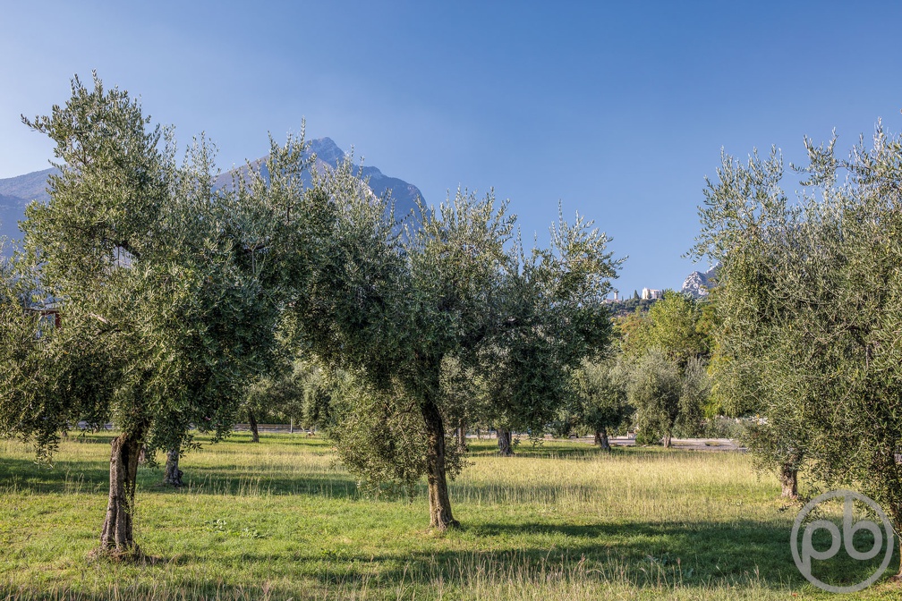 Olivenhain in Toscolano