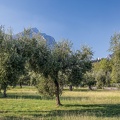Olivenhain in Toscolano