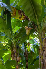 Bananenpflanze im Arboretum Arco