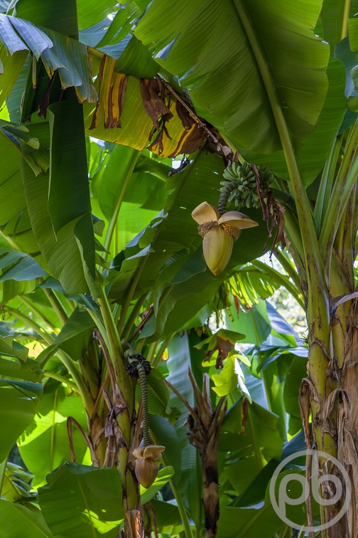 Bananenpflanze im Arboretum Arco