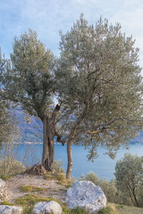 Olivenbaum in Tignale