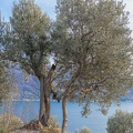 Olivenbaum in Tignale