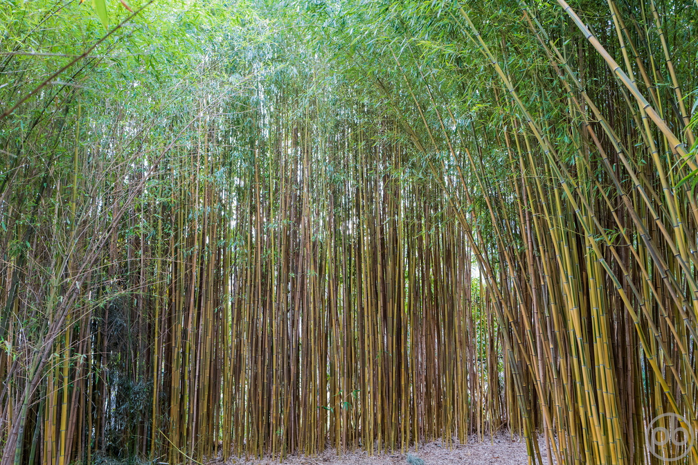Märchenhafter Bambuswald in Arco