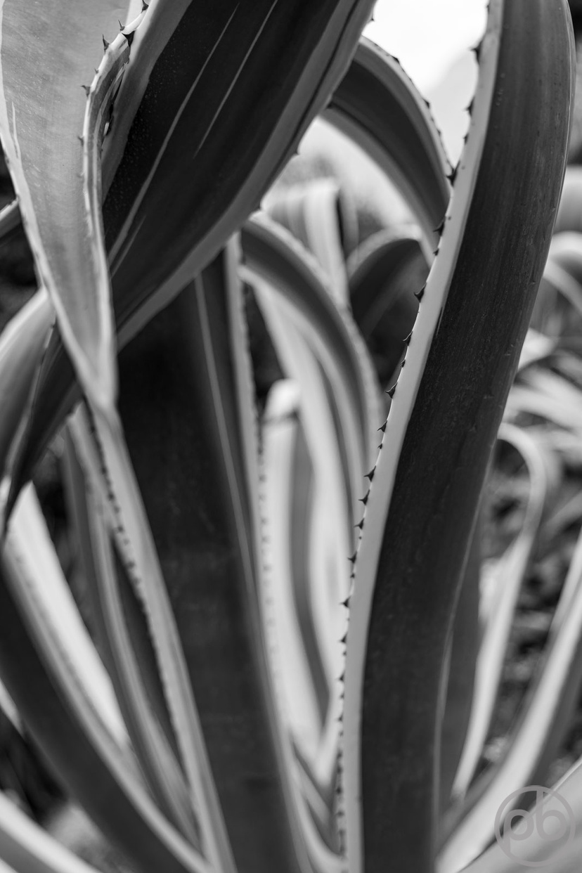 Fotokunst, Photo Art, Fine Art, Wandbilder, Wall Art, Minimalistische Fotografie, Minimal, Agave, schwarzweiß, Black and White