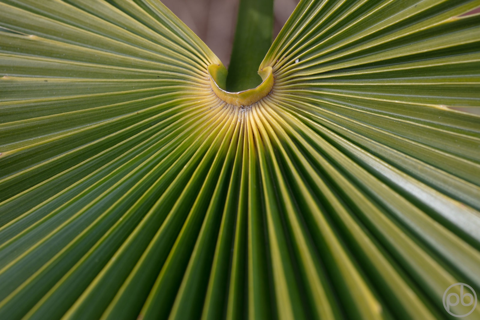 Fotokunst, Photo Art, Fine Art, Wandbilder, Wall Art, Minimalistische Fotografie, Minimal, Trachycarpus Fortunei, Farbe, grün