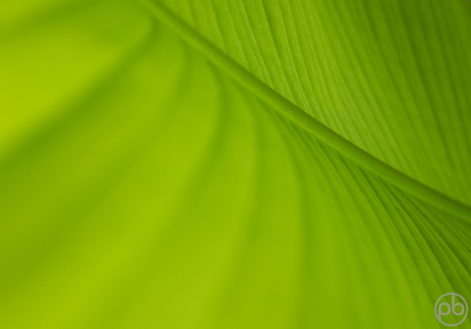 Fotokunst, Photo Art, Fine Art, Wandbilder, Wall Art, Minimalistisch, Minimal, grün, green, Bananenblatt, Banana leaf, Farbe