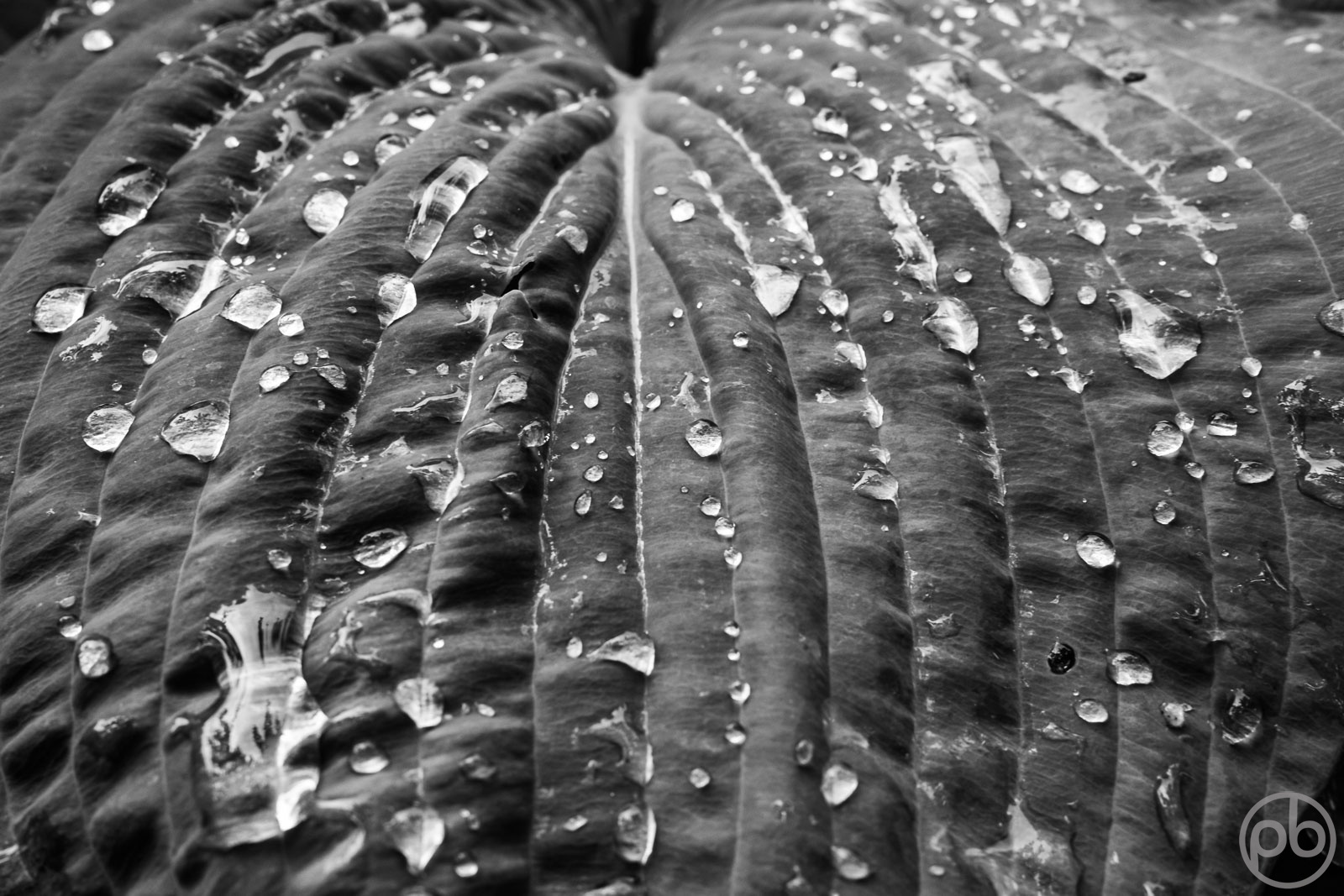 Fotokunst, Photo Art, Fine Art, Wandbilder, Wall Art, Minimalistische Fotografie, Minimal, Blatt mit Tropfen, schwarzweiß, Black and White