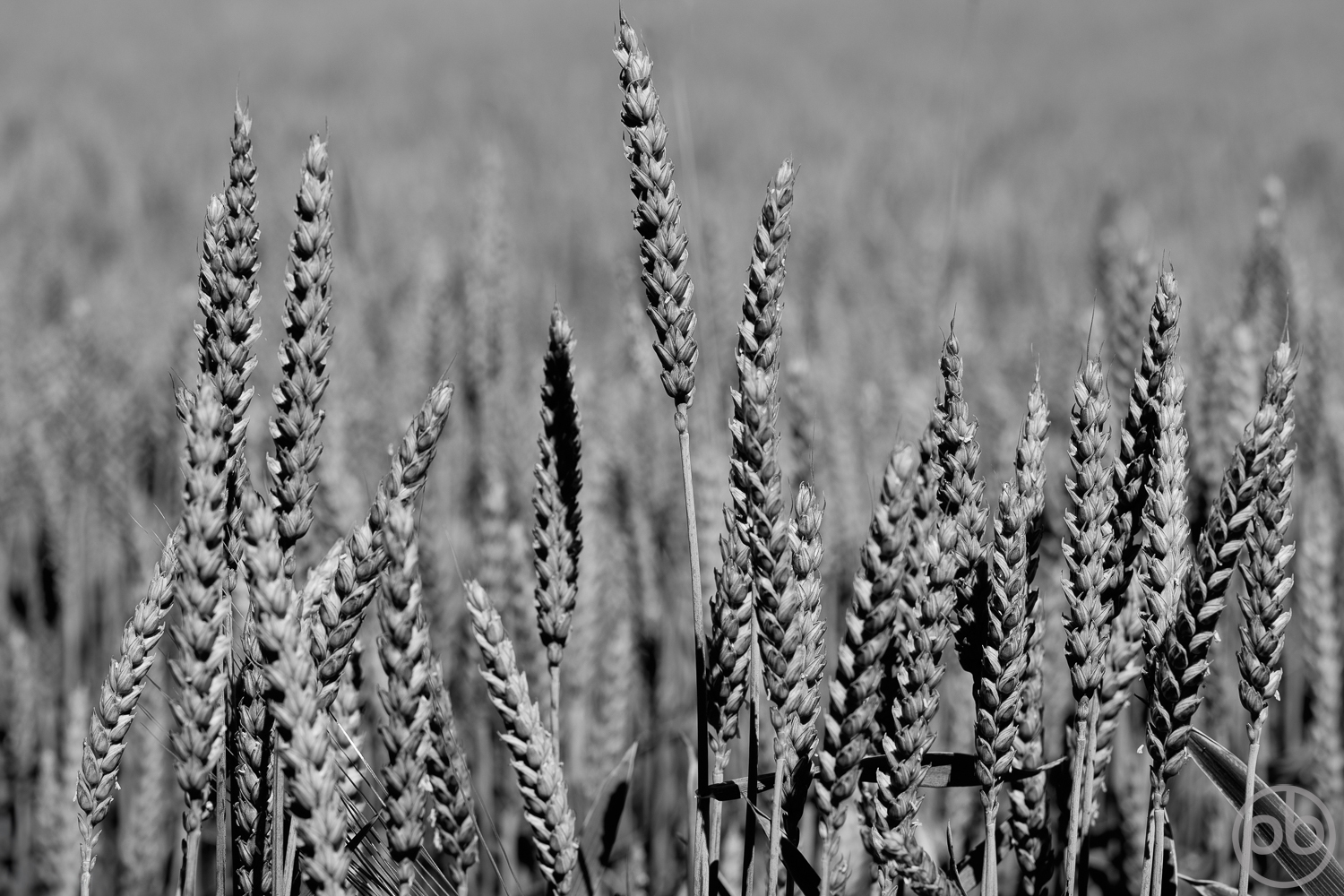 Fotokunst, Photo Art, Fine Art, Wandbilder, Wall Art, Minimalistische Fotografie, Minimal, Getreide, schwarzweiß, Black and White