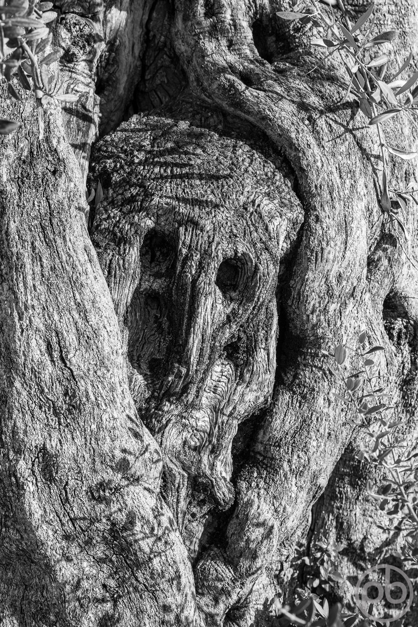 Fotokunst, Photo Art, Fine Art, Wandbilder, Wall Art, Minimalistische Fotografie, Minimal, Olivenbaum, schwarzweiß, Black and White