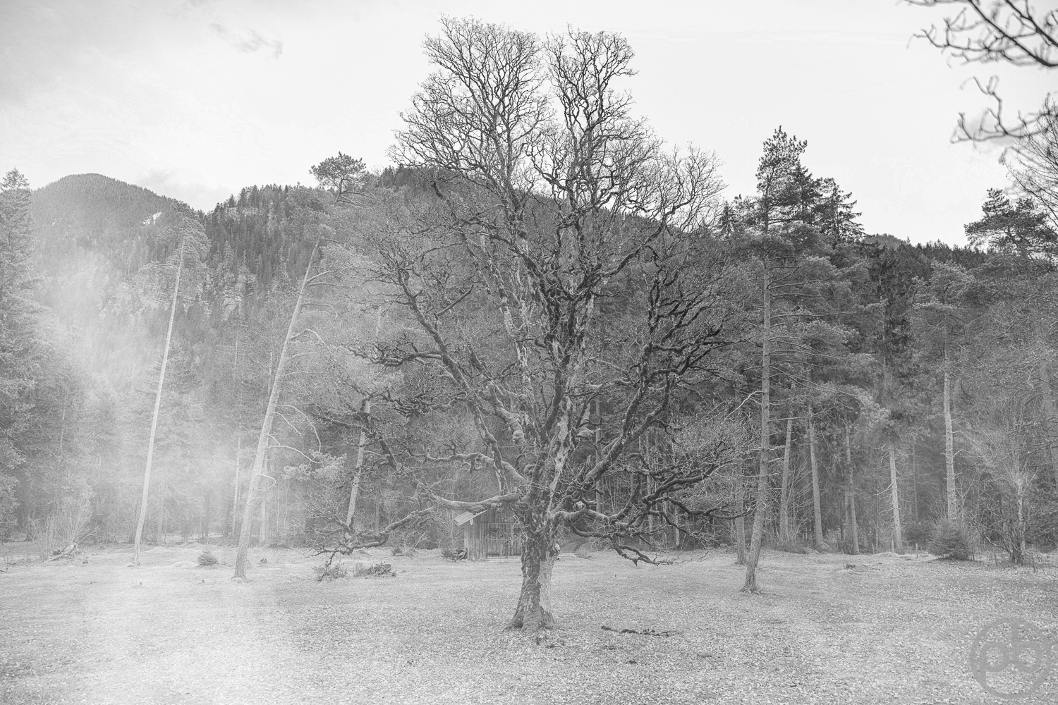 Nebel und Baum erzählen ihre Geschichte.
