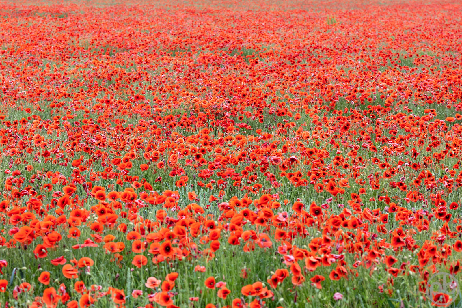 Fotokunst, Photo Art, Fine Art, Wandbilder, Wall Art, Roter Klatschmohn, Mohn, Corn Poppy