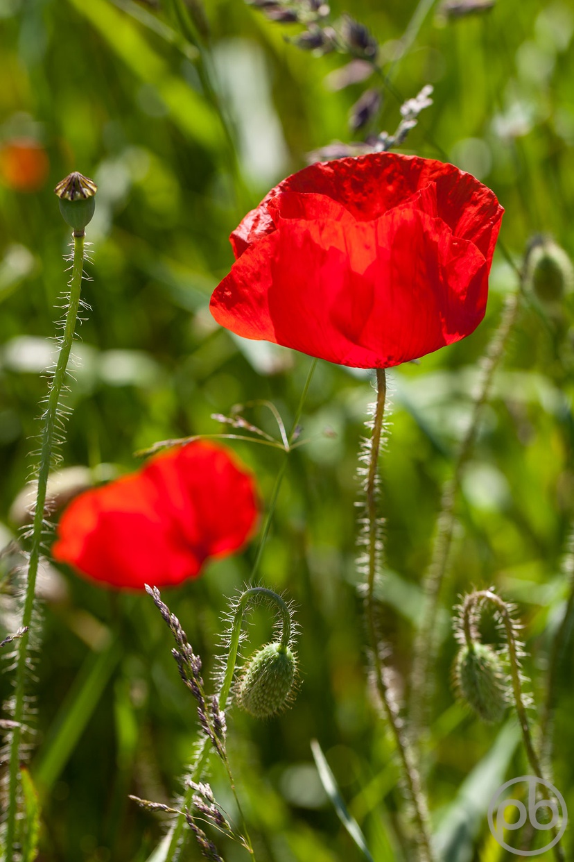 Fotokunst, Photo Art, Fine Art, Wandbilder, Wall Art, Roter Klatschmohn, Mohn, Corn Poppy