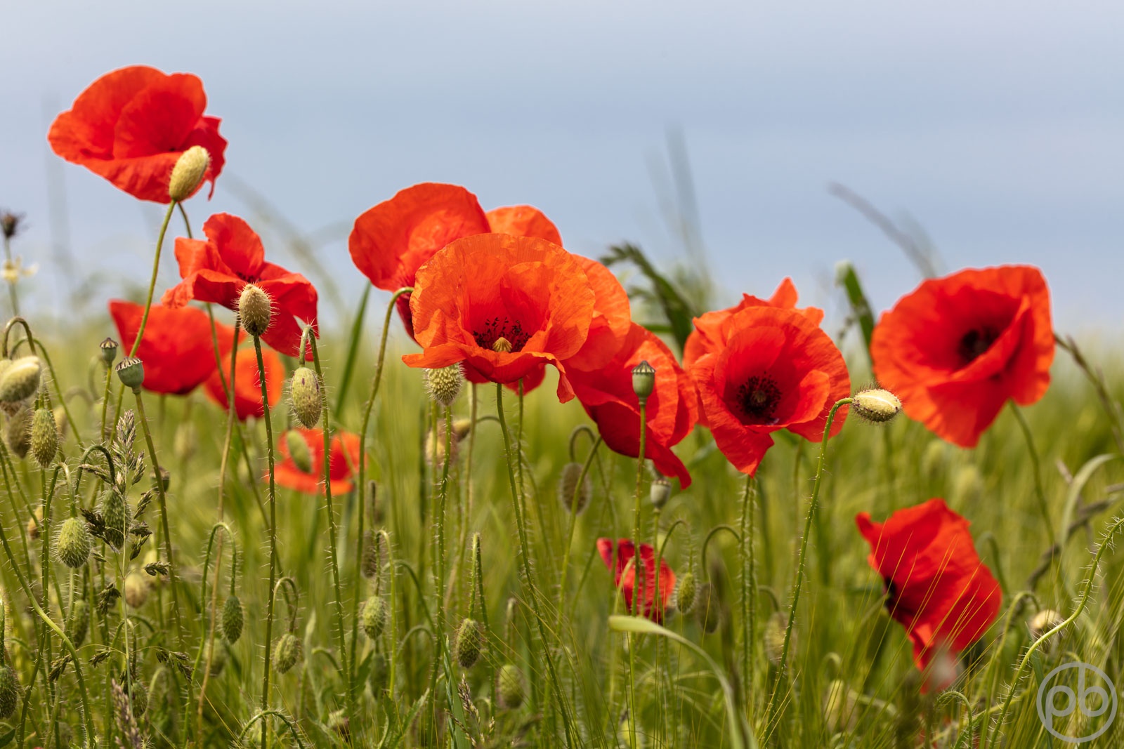 Fotokunst, Photo Art, Fine Art, Wandbilder, Wall Art, Roter Klatschmohn, Mohn, Corn Poppy