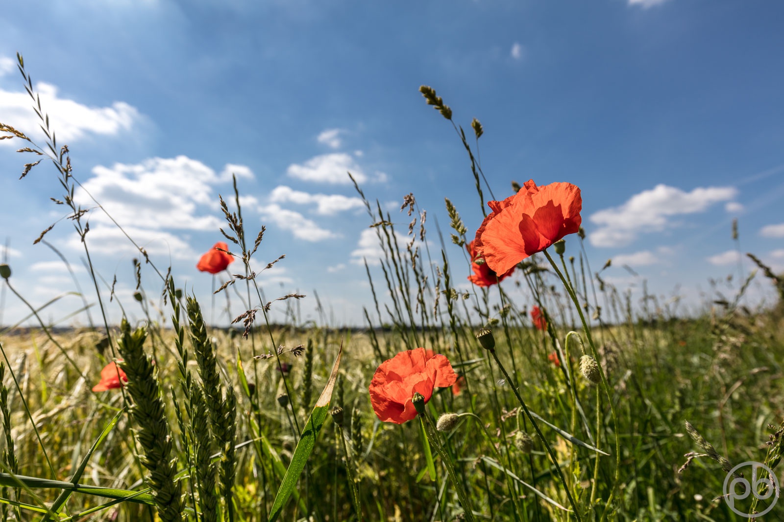 Fotokunst, Photo Art, Fine Art, Wandbilder, Wall Art, Roter Klatschmohn, Mohn, Corn Poppy