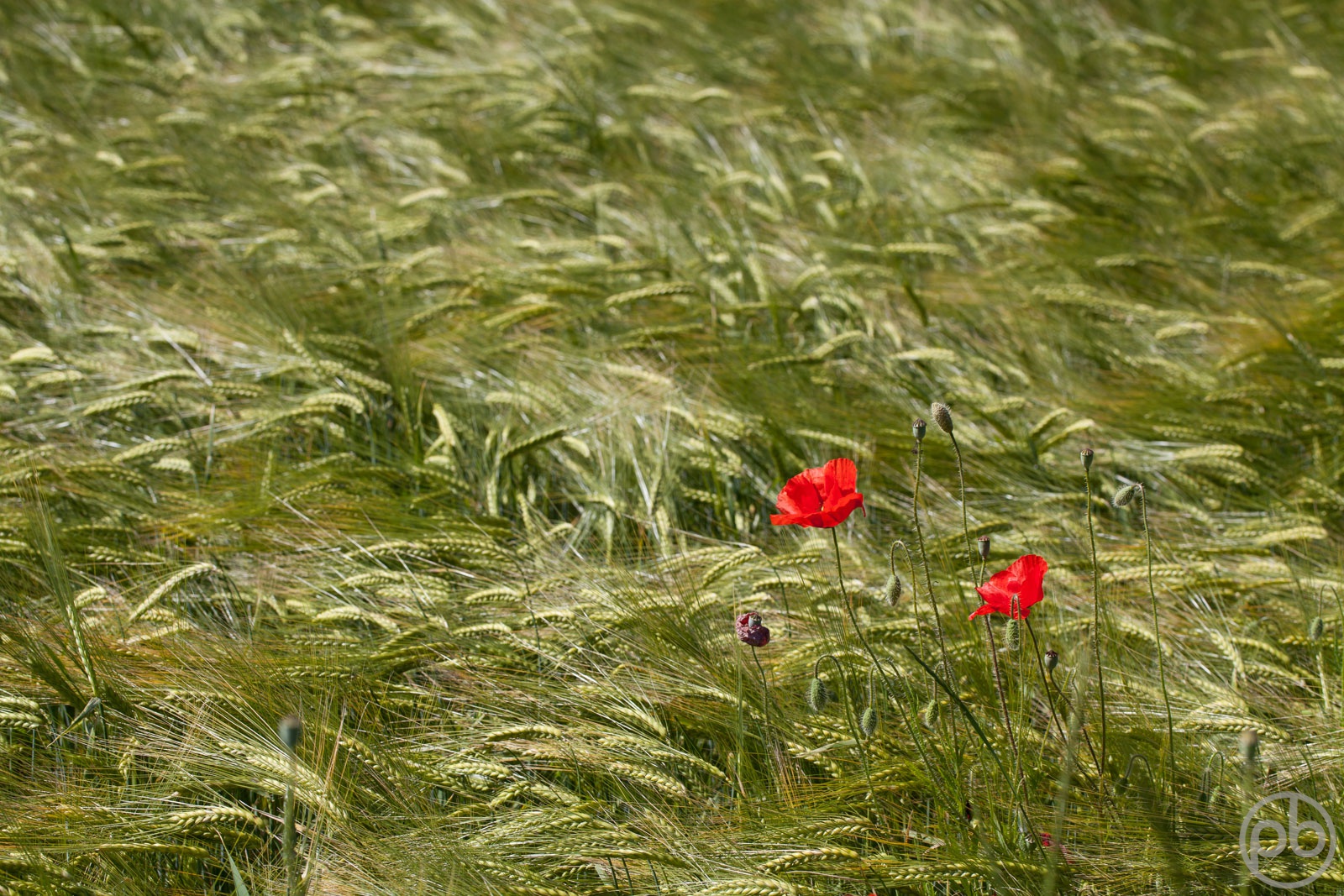 Fotokunst, Photo Art, Fine Art, Wandbilder, Wall Art, Roter Klatschmohn, Mohn, Corn Poppy