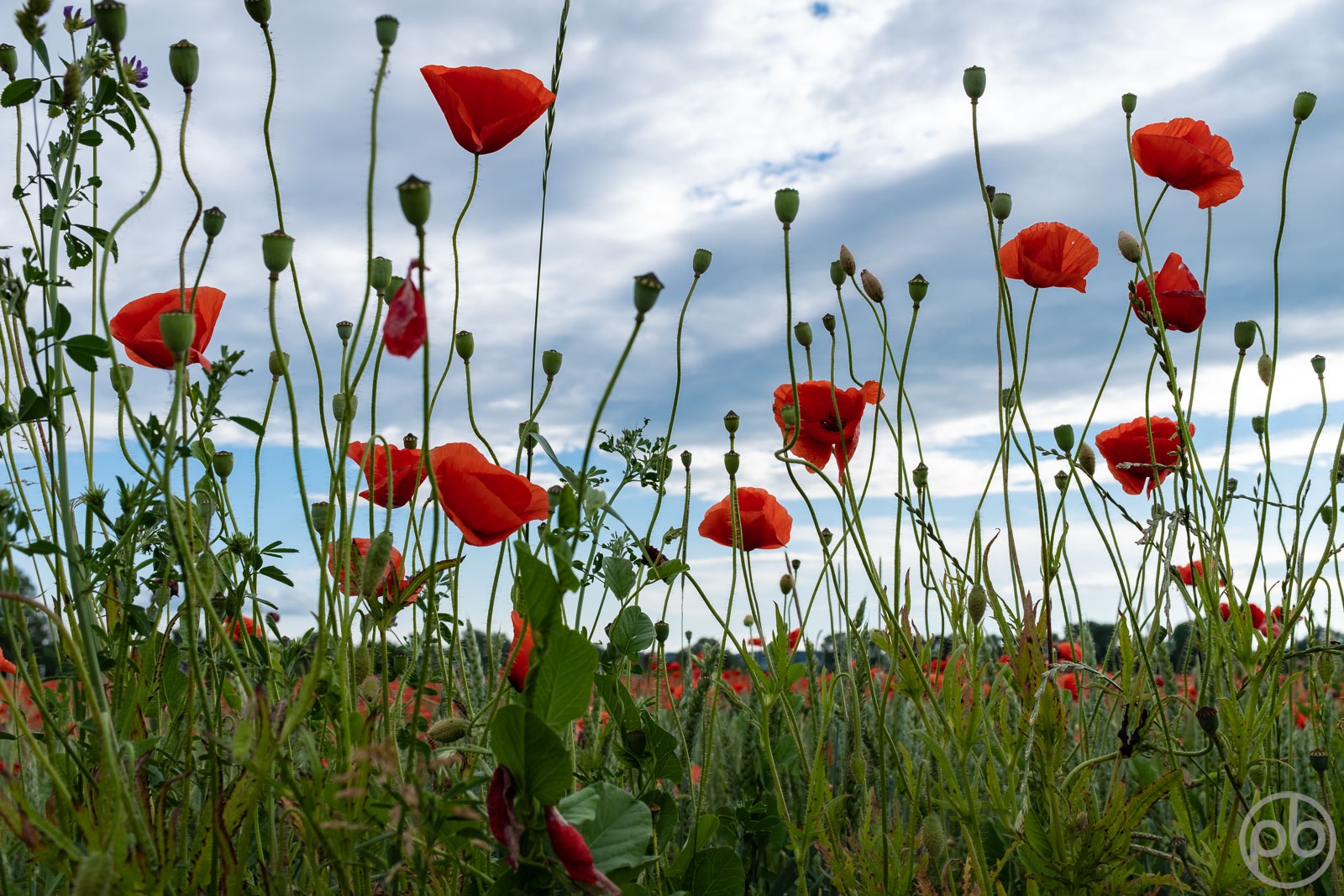 Fotokunst, Photo Art, Fine Art, Wandbilder, Wall Art, Roter Klatschmohn, Mohn, Corn Poppy