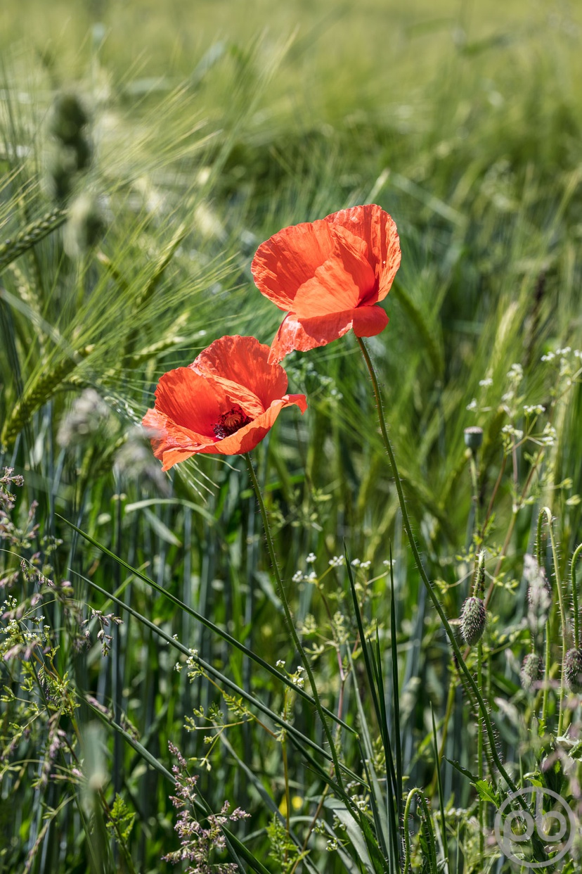 Fotokunst, Photo Art, Fine Art, Wandbilder, Wall Art, Roter Klatschmohn, Mohn, Corn Poppy