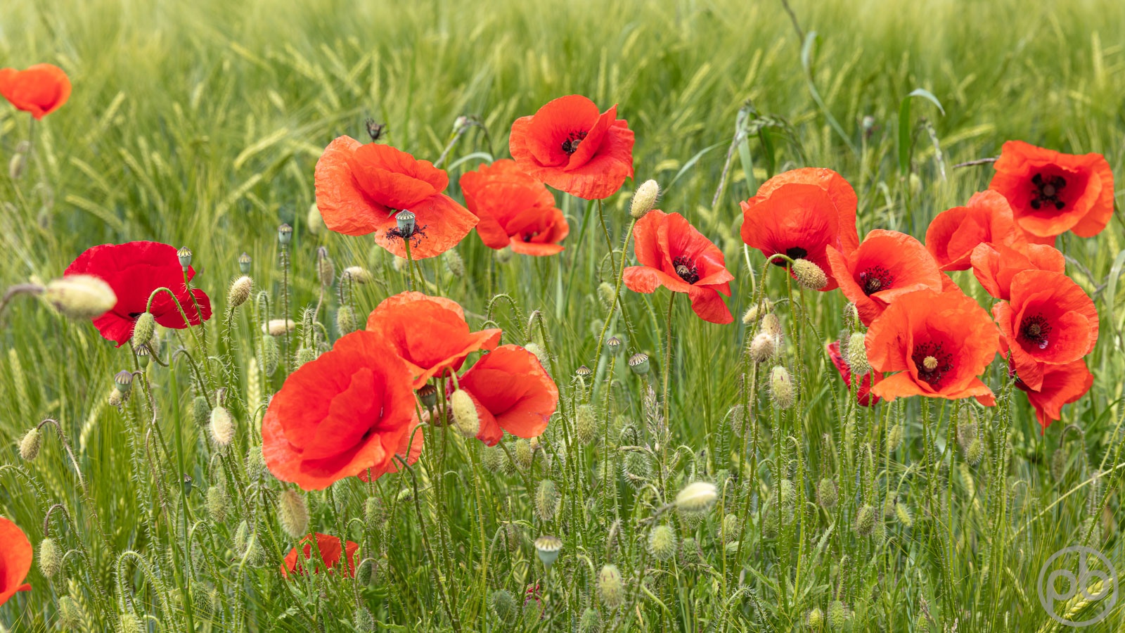 Fotokunst, Photo Art, Fine Art, Wandbilder, Wall Art, Roter Klatschmohn, Mohn, Corn Poppy