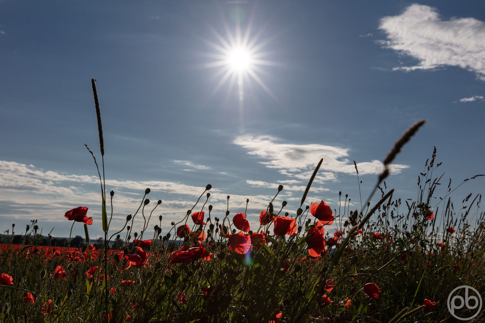 Fotokunst, Photo Art, Fine Art, Wandbilder, Wall Art, Roter Klatschmohn, Mohn, Corn Poppy