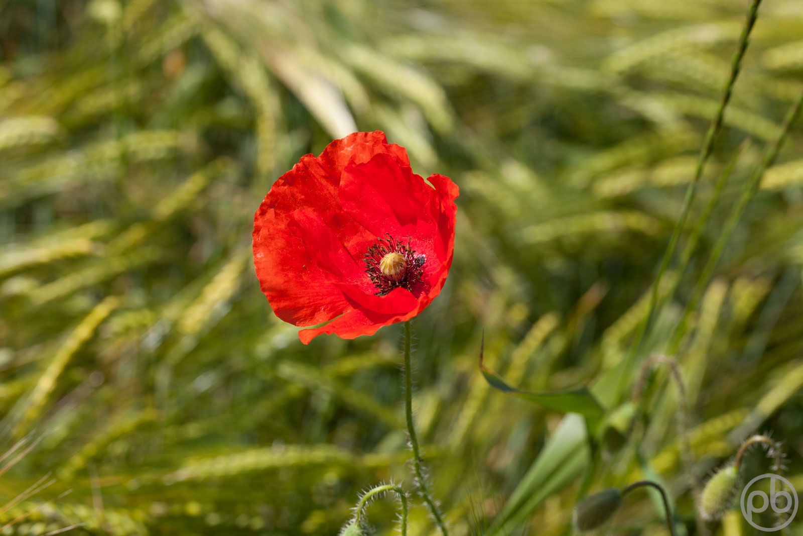 Fotokunst, Photo Art, Fine Art, Wandbilder, Wall Art, Roter Klatschmohn, Mohn, Corn Poppy
