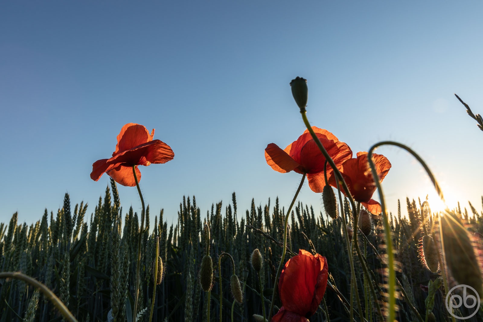 Fotokunst, Photo Art, Fine Art, Wandbilder, Wall Art, Roter Klatschmohn, Mohn, Corn Poppy