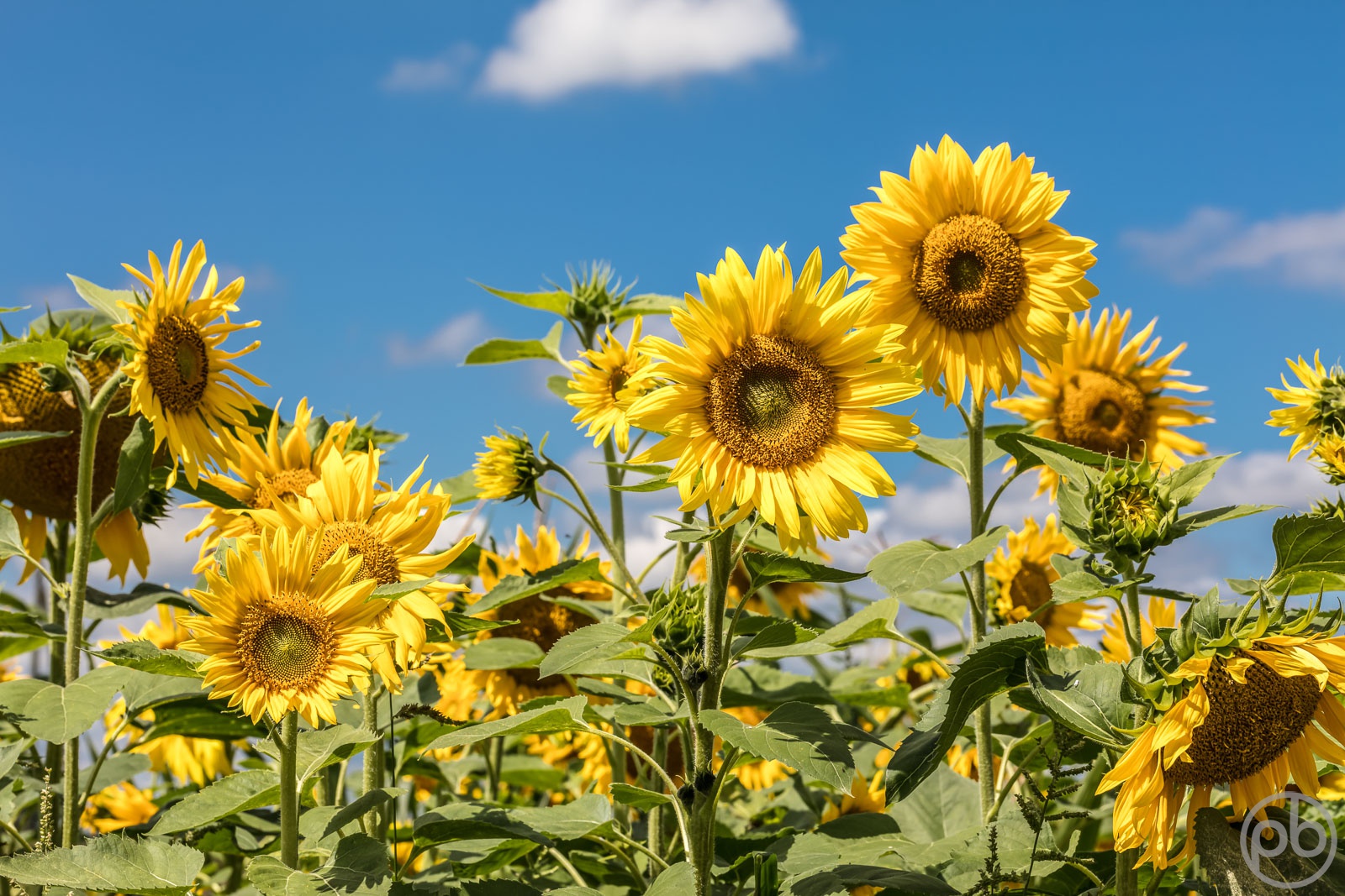 Fotokunst, Photo Art, Fine Art, Wandbilder, Wall Art, Sonnenblumen