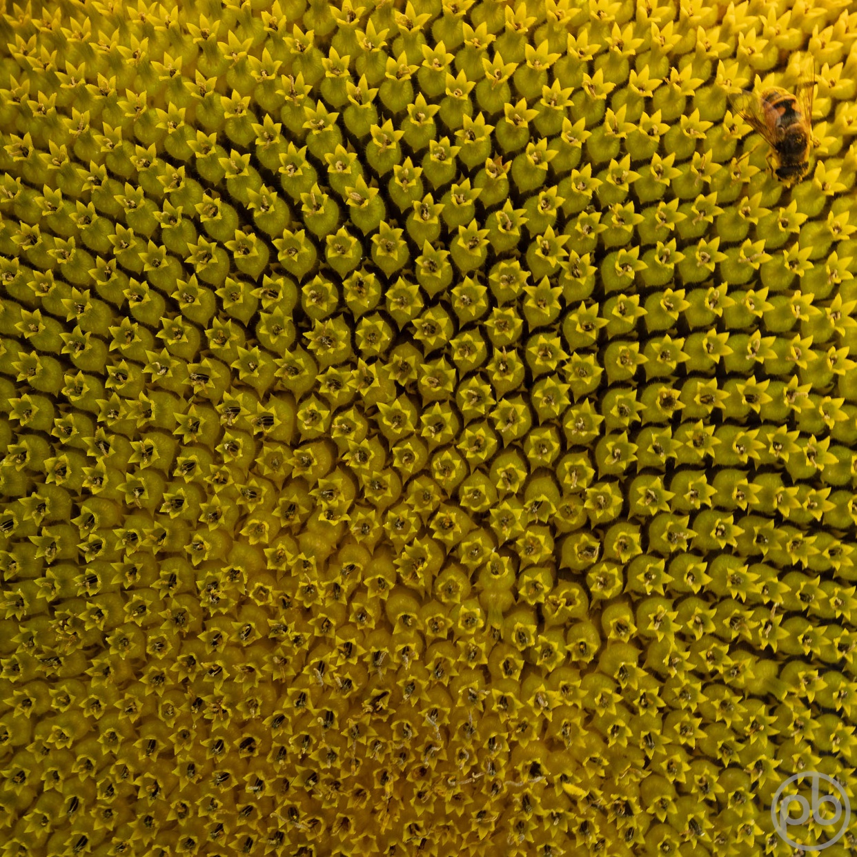 Fotokunst, Photo Art, Fine Art, Wandbilder, Wall Art, Sonnenblumen