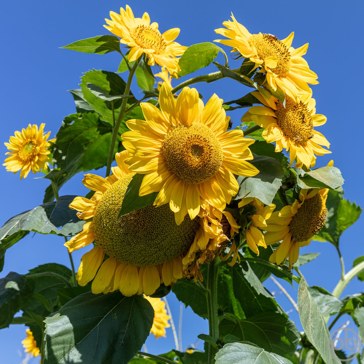 Fotokunst, Photo Art, Fine Art, Wandbilder, Wall Art, Sonnenblumen