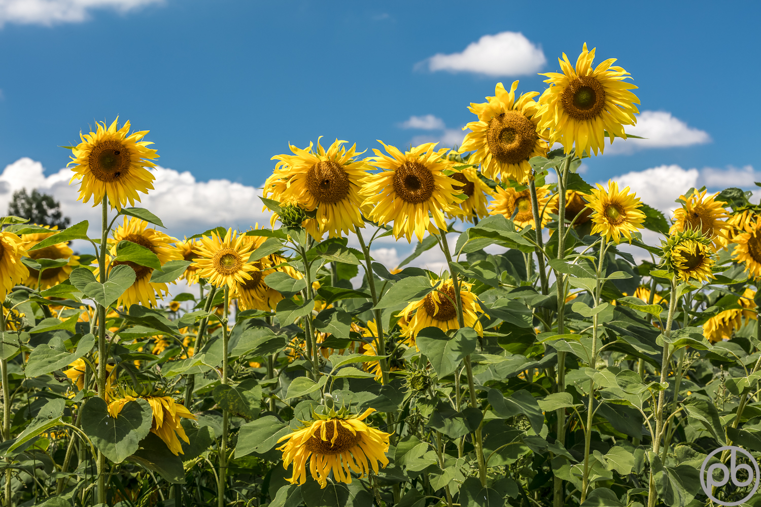 Blume, Farbenfroh, Komplementärfarben, Natur, Pflanze, Sonnenblume, Sonnenblumen