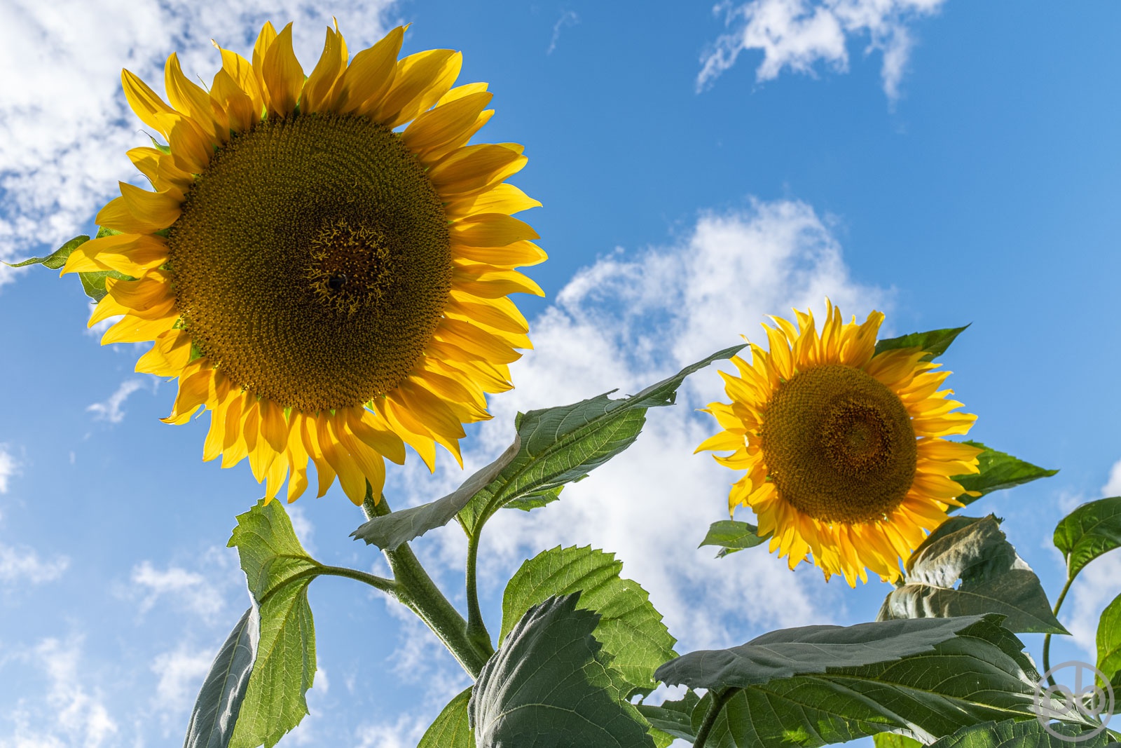 Fotokunst, Photo Art, Fine Art, Wandbilder, Wall Art, Sonnenblumen