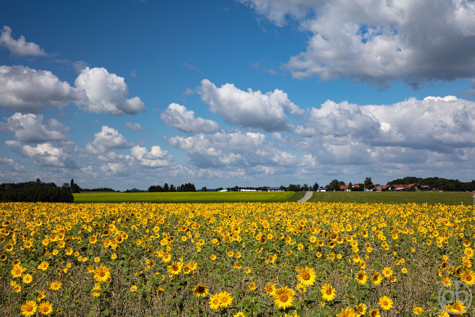 Fotokunst, Photo Art, Fine Art, Wandbilder, Wall Art, Sonnenblumen